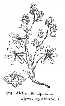 Silbermantel konventionell